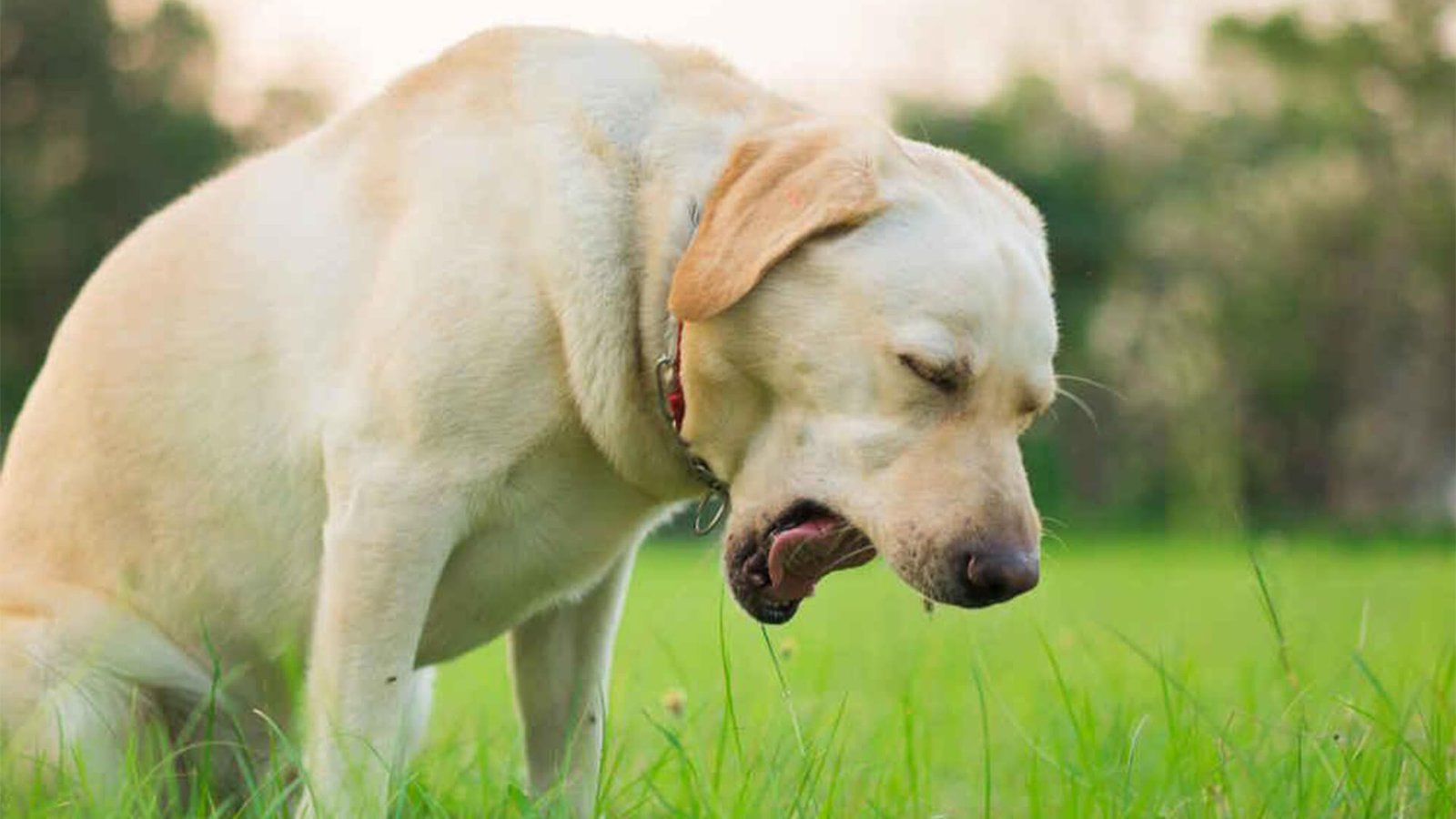 Emergency Veterinary Care for Toxic Ingestion