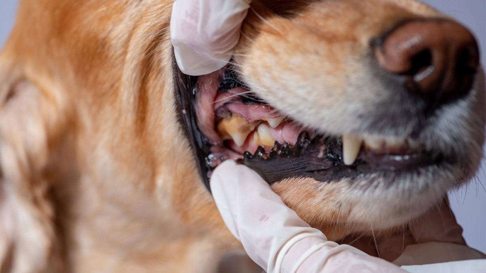 Dental Exams for Pets