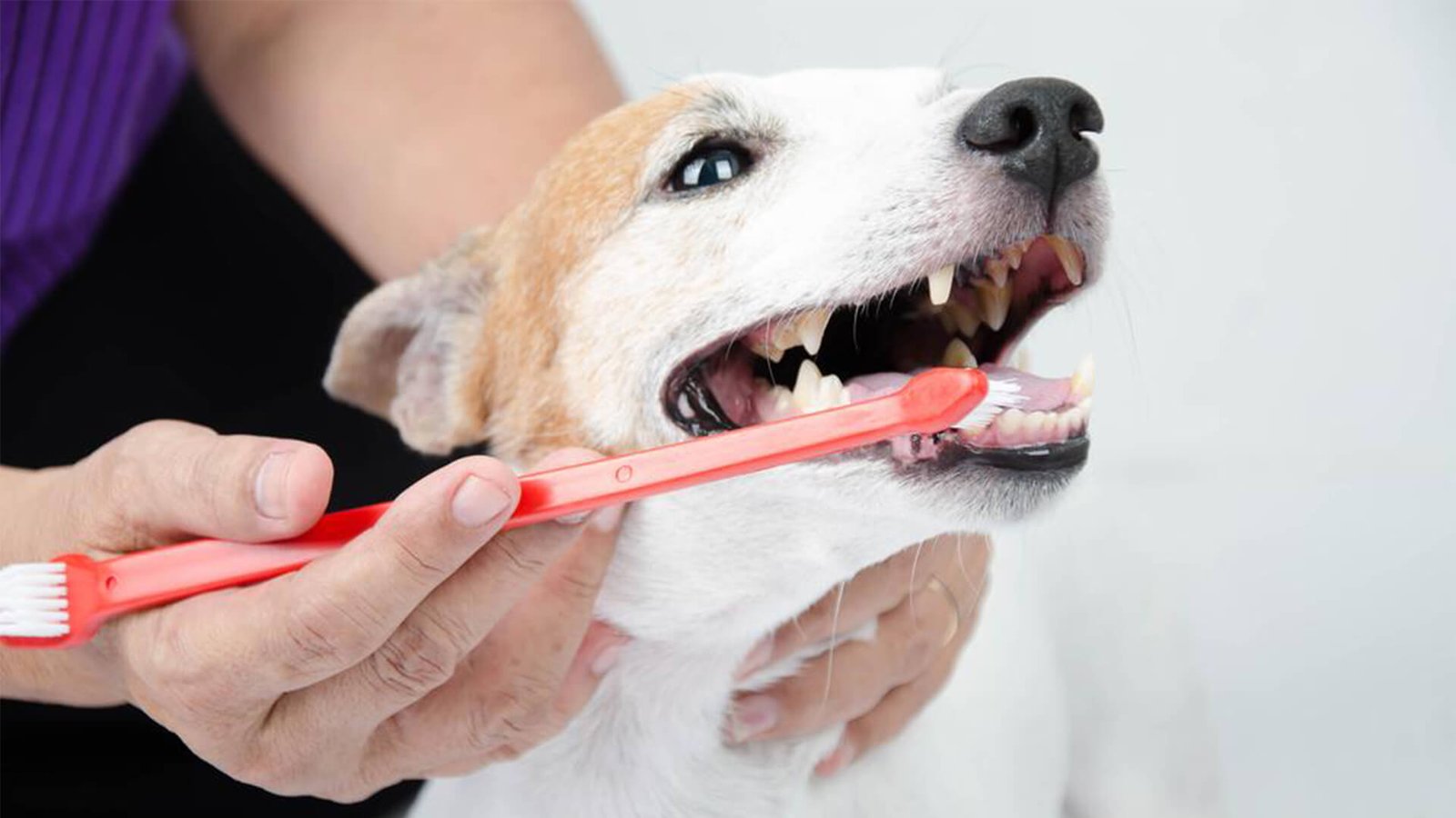 Pet Dental Exams