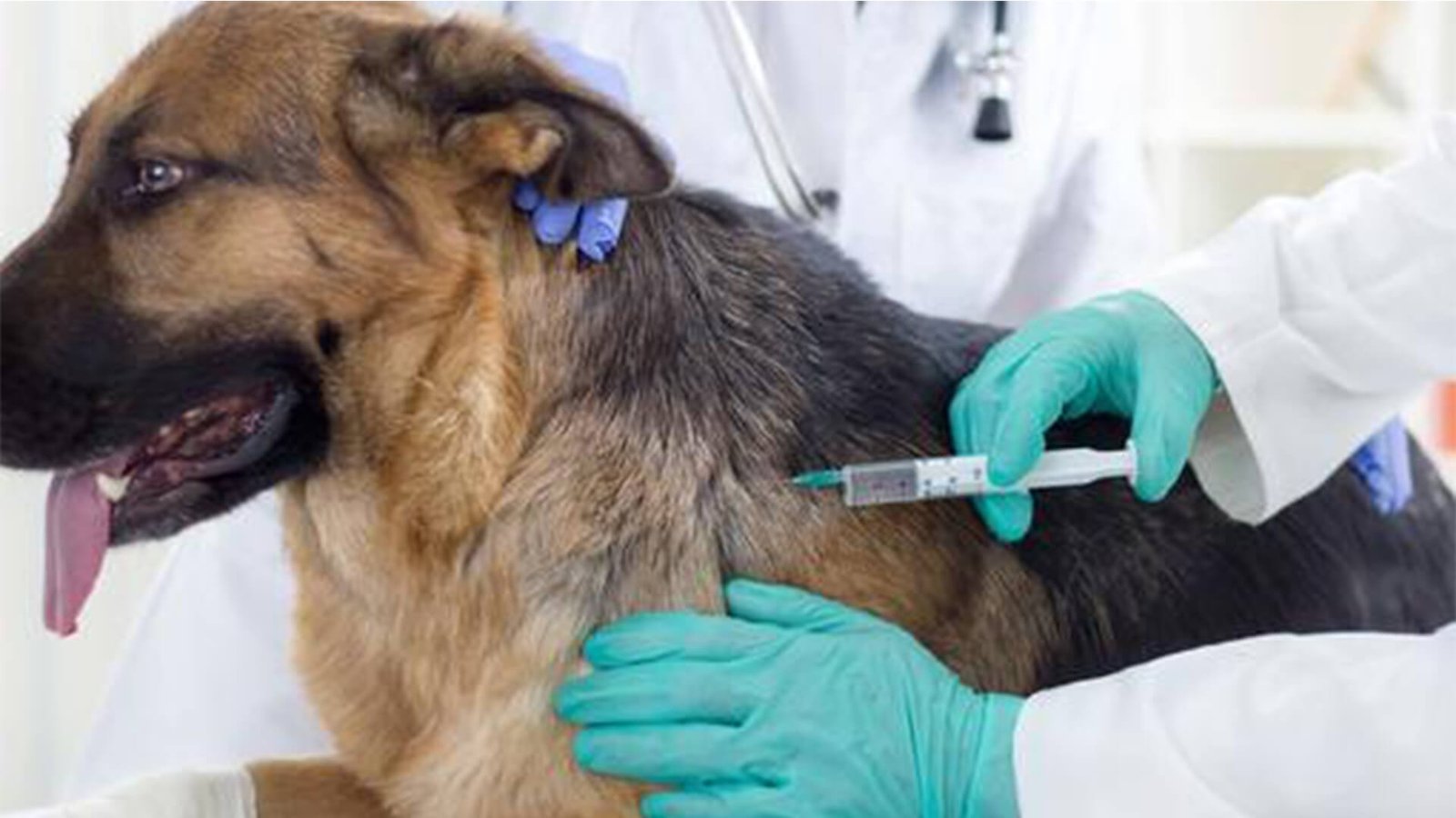 Core Vaccines for Pets