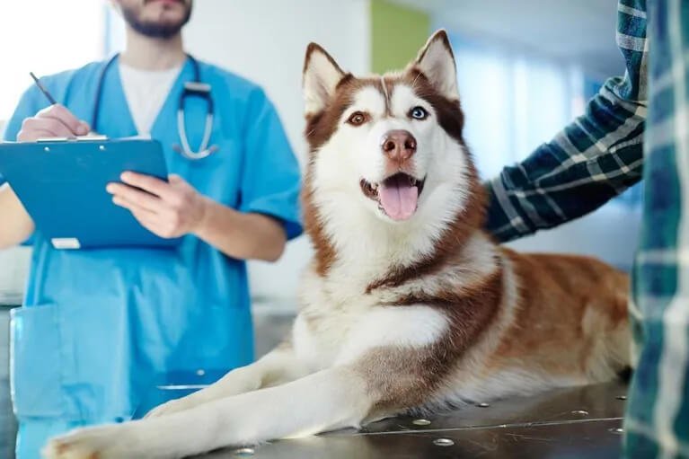 Pet Wellness Exam | Reliable Vet Exams Pet Wellness Exam