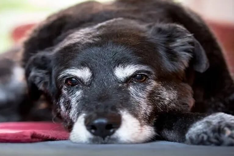 Pet Euthanasia | Compassionate Care Pet Euthanasia Services