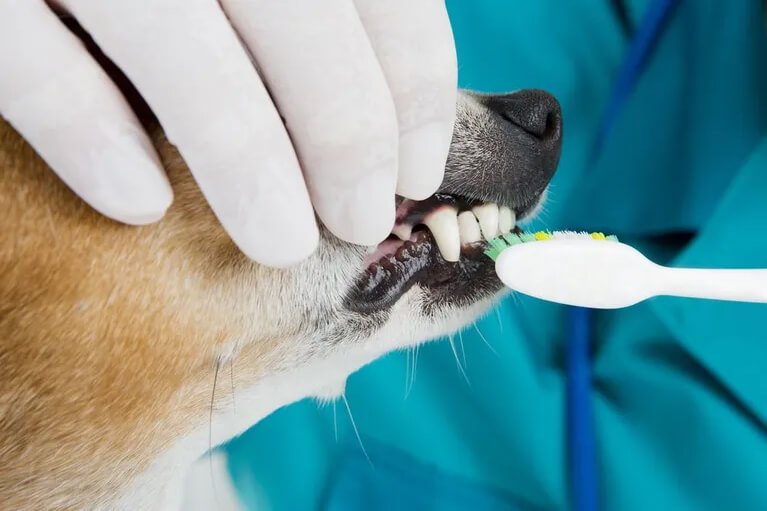 _0006_Dental Pet Dental and Veterinary Services