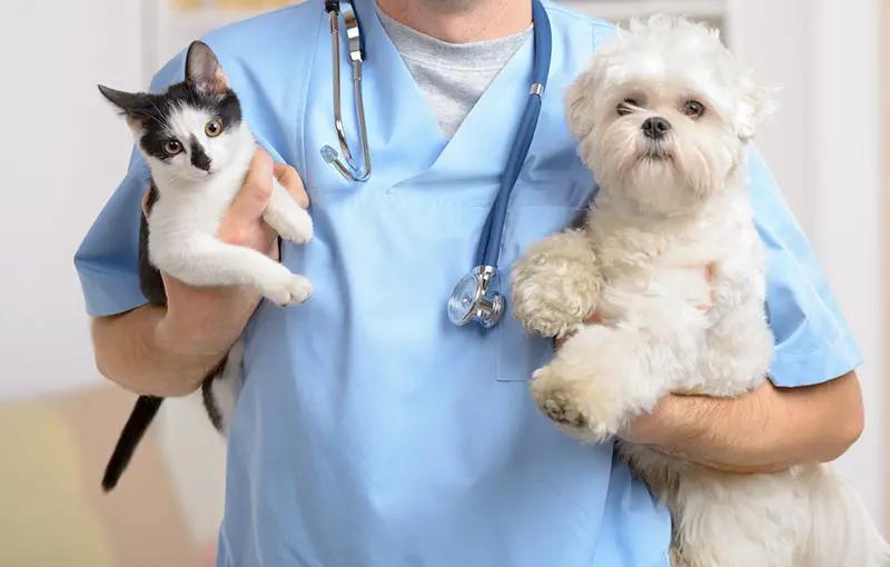 spay-neuter Animal Care and Pet Emergency