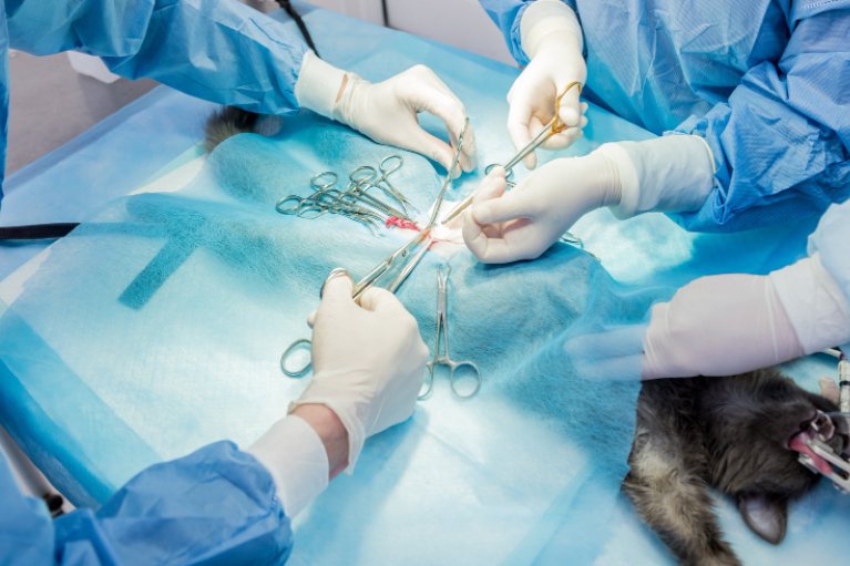 0007_Layer-0 (1) Spay and Neuter Clinic in Mureitta