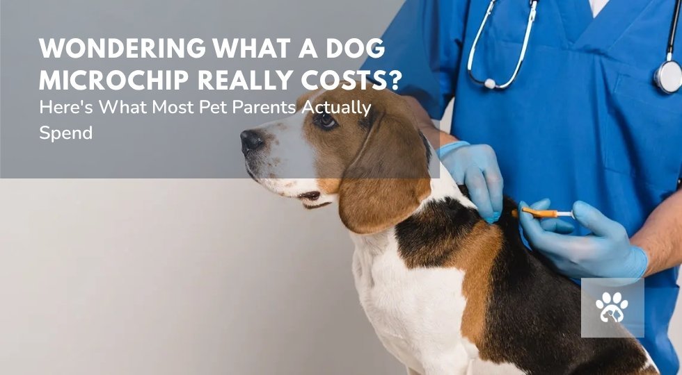 How Much Does It Cost to Microchip a Dog How Much Does It Cost to Microchip a Dog