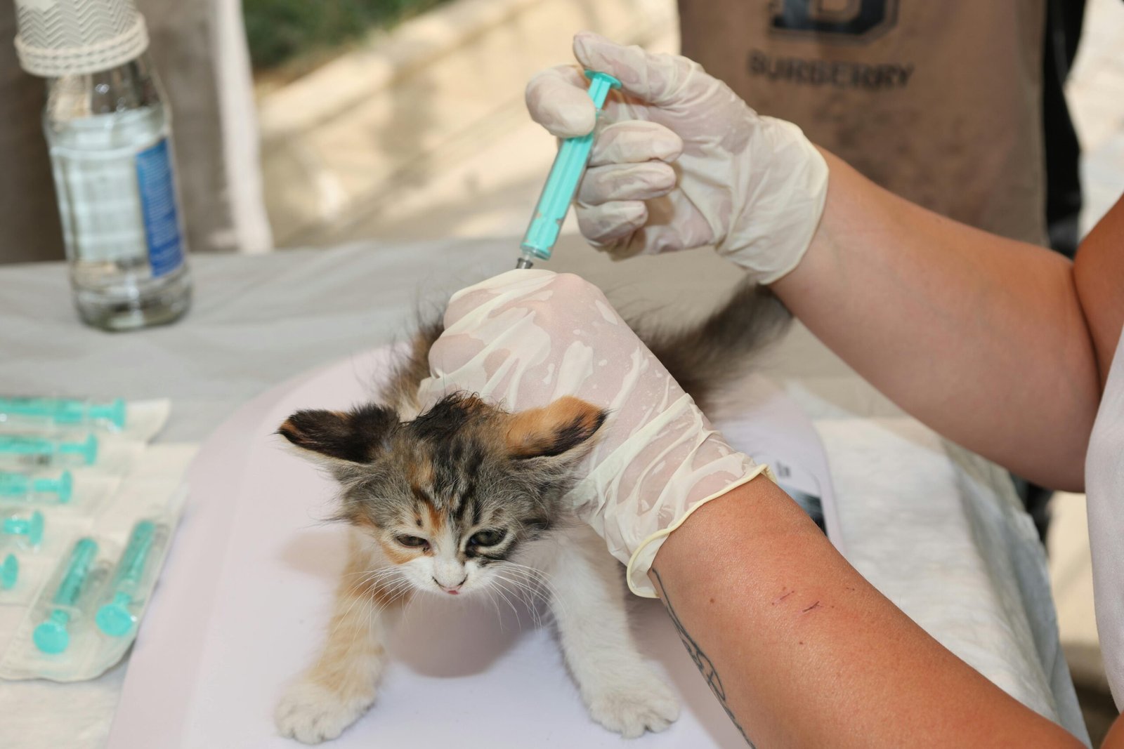 Cat vaccination