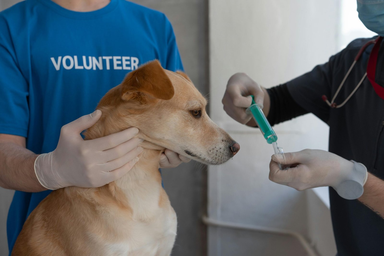 Complete Pet Vaccination Guide