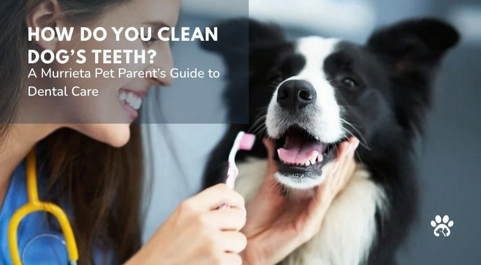 How Do You Clean Dog’s Teeth