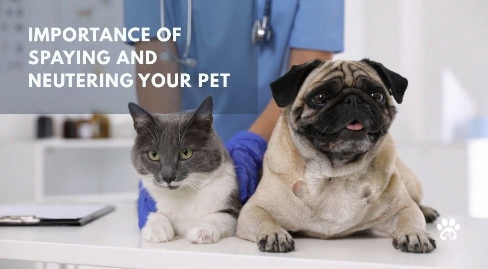 Importance of Spaying and Neutering Your Pet