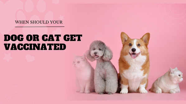 When Should Your Dog or Cat Get Vaccinated