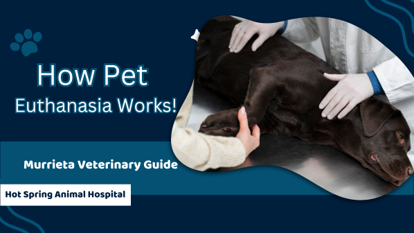How Pet Euthanasia Works