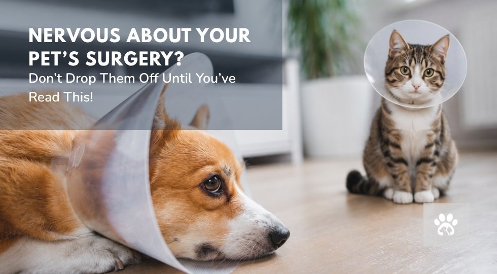 prepare for pet surgery Murrieta