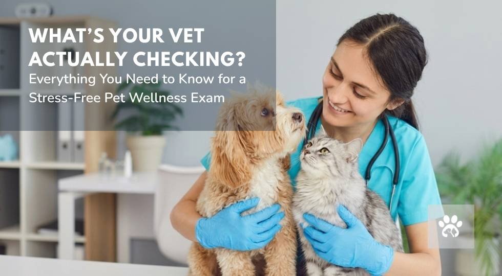 What Does a Pet Wellness Exam Include