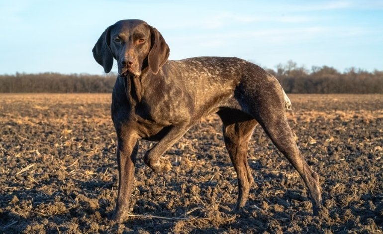 Collapse or Trouble Standing