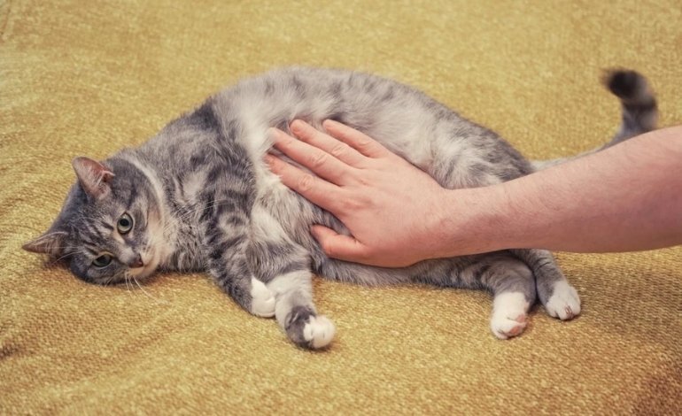 A Swollen or Hard Abdomen