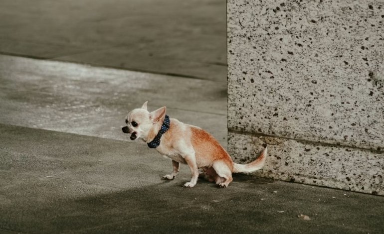 Straining to Urinate With Little or No Urine