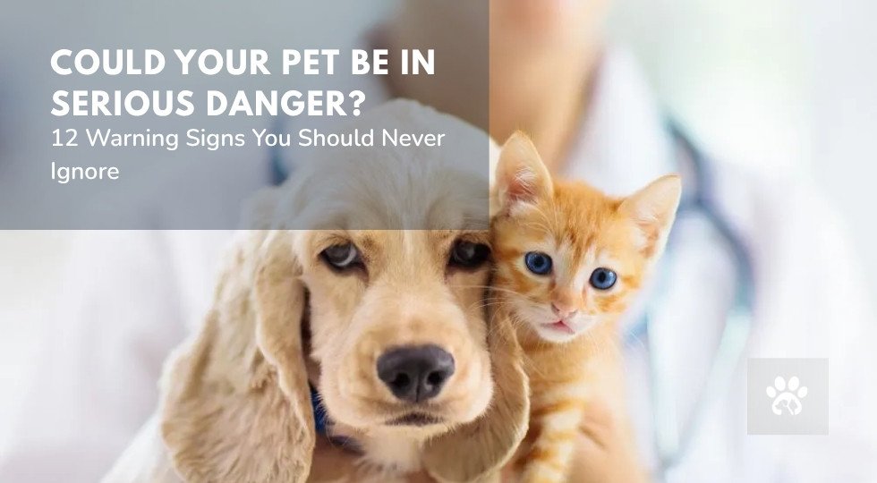 12 Signs Your Pet Needs Emergency Care Is Your Pet in Danger 12 Signs Your Pet Needs Emergency Care Is Your Pet in Danger