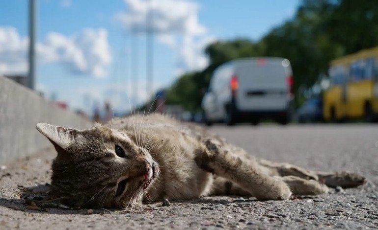 Pet Hit by a Car or Serious Injury