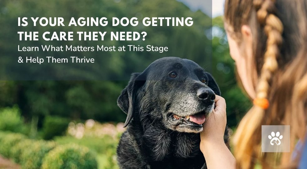 Senior Dog Wellness Guide in Murrieta Senior Dog Wellness Guide in Murrieta