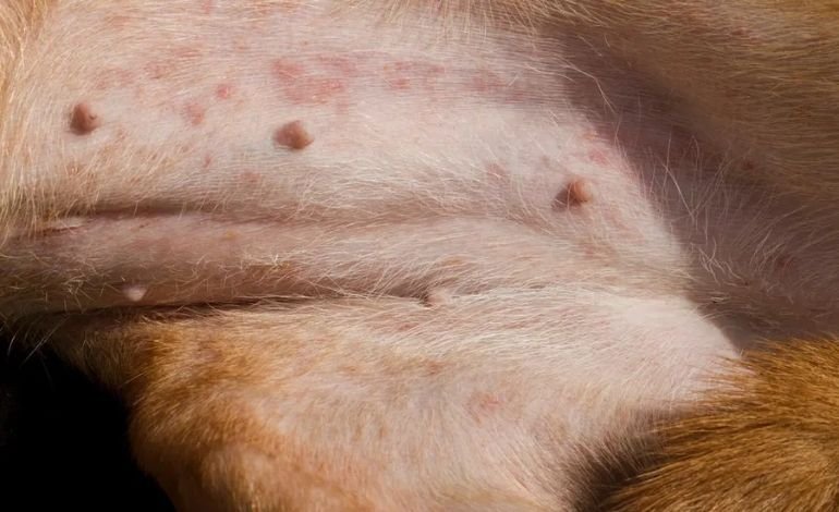 Fleas and flea allergy dermatitis