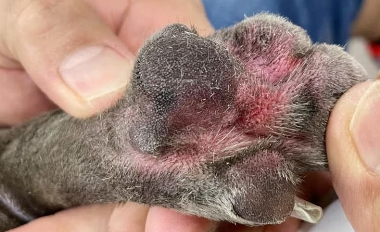 Food allergies in Dog
