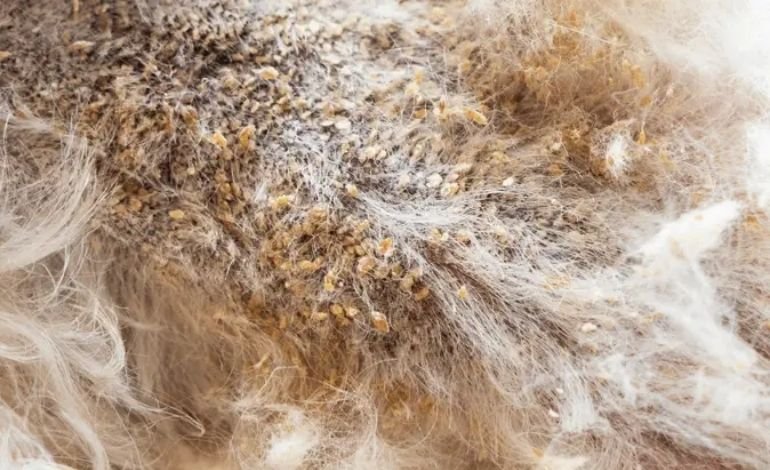 Bacterial or yeast skin infections in Dog