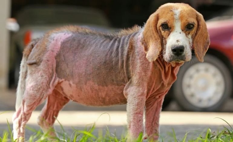 Mites and other external parasites in Dog