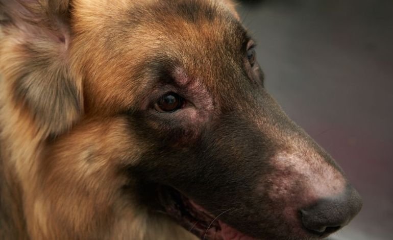 Contact irritation or dermatitis in Dogs