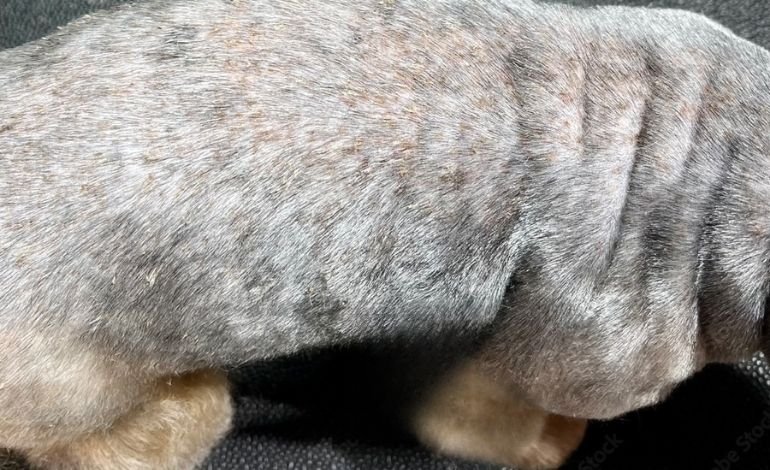 Dry skin or other skin problems in Dogs