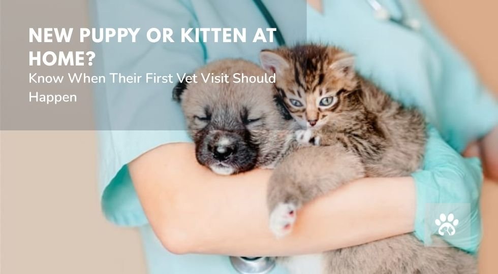 When Should You Take Your Puppy or Kitten to the Vet for the First Time When Should You Take Your Puppy or Kitten to the Vet for the First Time