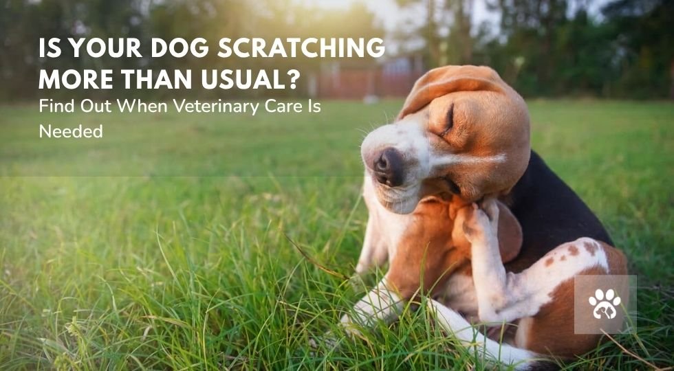Why Is My Dog Itching So Much Common Causes and When to See a Veterinarian Why Is My Dog Itching So Much